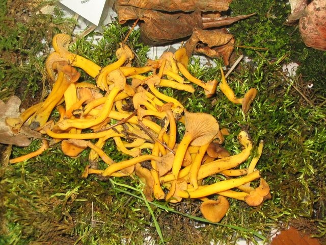 Chanterelles