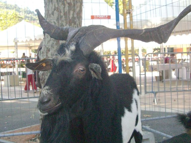 bouc