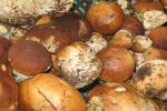 cepes2